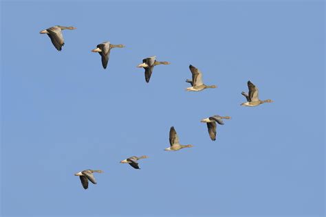 How Do Geese Know How To Fly South For The Winter