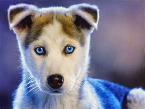 Top 10 Most Beautiful Dog Breeds Animals Pinterest