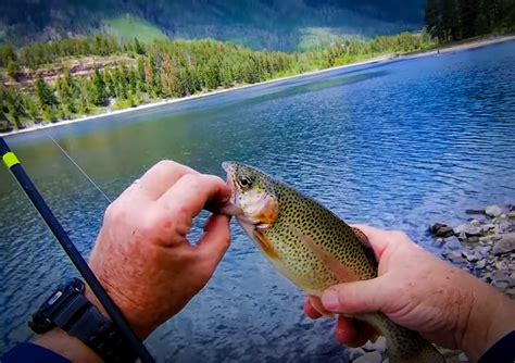 Trout Fishing 101 For Beginners