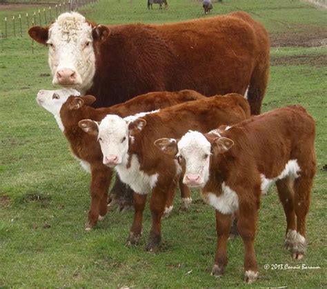 Hereford Mama And Her Calf Plus 2 Friends So Sweet Barnyard Animals