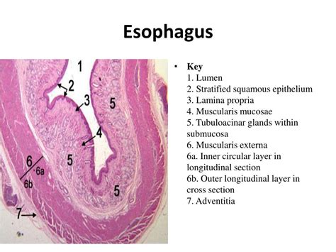Esophagus Tissue Types Histology Slides Anatomy And Physiology Images