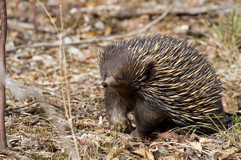 Short Beaked Echidna Tachyglossus Aculeatus Patrickkavanagh Flickr