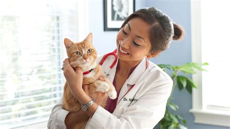 Cat Care All You Need To Know About It In 2020