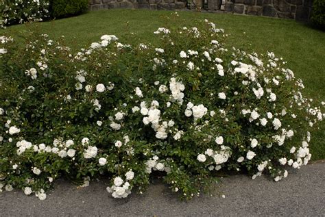 Shrub white rose cultivars include: White Rose Bush | Photo by Ivo M Vermeulen | The New York ...