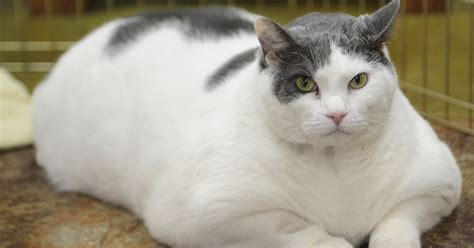 Heart Ailment Claims Fat Cat Whose Story Went Viral