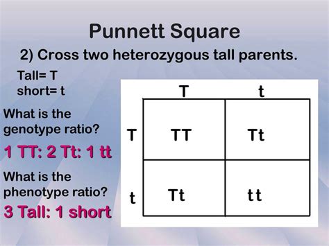 How To Use Punnett Squares In Genetics