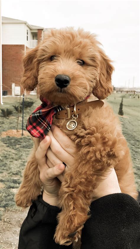 We love him like our child. Goldendoodle Puppy | Goldendoodle puppy, Mini goldendoodle ...