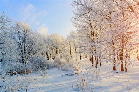 Winter Background With Frosty Trees In Winter Forest In