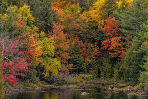 4k Algonquin Park Ontario Canada Parks Autumn Pond Trees Hd