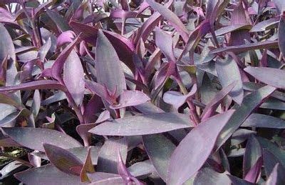 goGardenNow: Resplendent Purple Queen | Purple heart plant, Purple plants, Purple heart