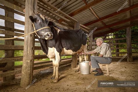 Senior Man Milking Cow In Barn — Farm Animal One Person Stock Photo