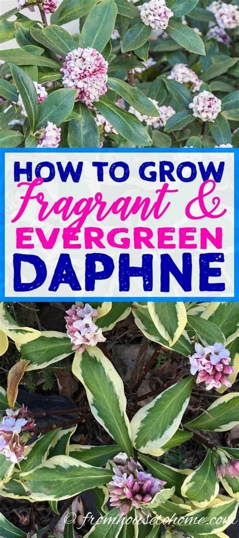 Learn Daphne Plant Care Steps That Will Have You Growing These Fragrant