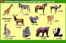 animals zoo english guide category updated date