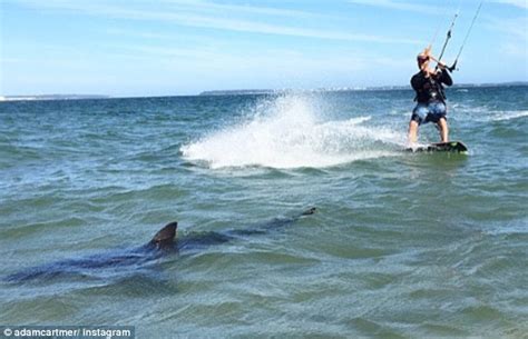 kite surfer s encounter bull shark in brighton le sands daily mail online