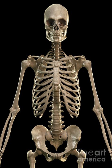 Bones Of The Upper Body 11 Photograph By Science Picture Co Pixels