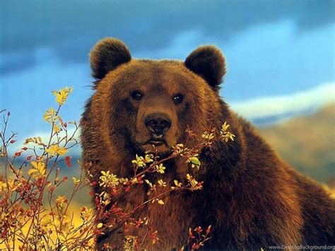 Brown Bear Wallpapers Top Free Brown Bear Backgrounds Wallpaperaccess