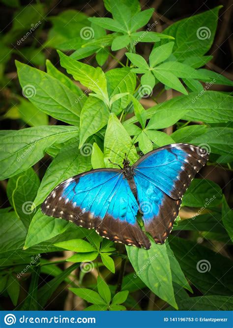 This site contains information about blue morpho butterfly habitat. Morpho Azul, Peleides De Morpho, Borboleta Grande Que ...