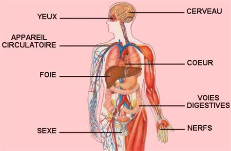 Anatomie Organes Organes Humains Corps Humain