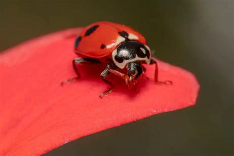 are ladybugs poisonous whatbugisthat