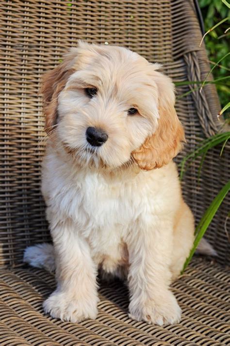 Labradoodle Puppy White And Brown Labradoodle Puppy