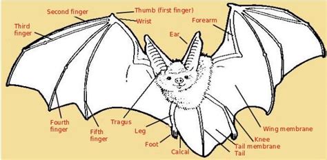 Amazing Bat Wings Facts Do Bats Hibernate Bat Wings Anatomy