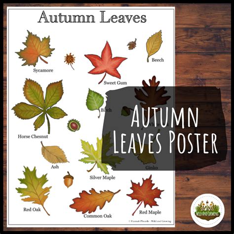 Autumn Leaves Identification Poster Wild And Growing