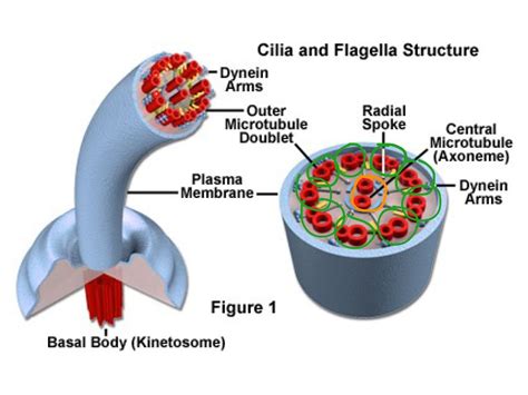 Cilia Structure Science Biology Showme