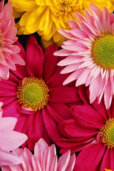 Wallpaper Brightly Colored Chrysanthemums 1920x1200 Hd Picture Image