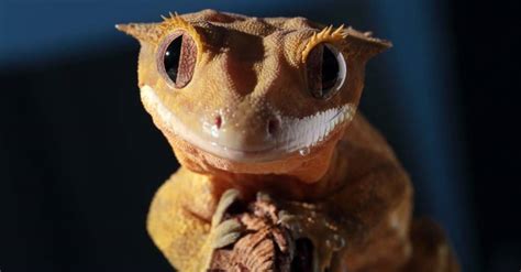 Crested Gecko Morphs The Complete List A Z Animals