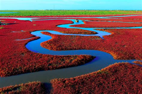 Extraordinary Flaming Landscape Of Chinas Red Seabeach Seashore