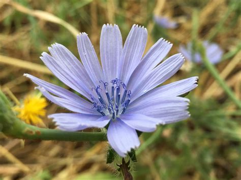 Cichorium Pumilum Plant Dollar Database