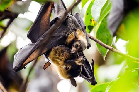 First Nations Lore Key To Flying Fox Recovery In The Wet Tropics
