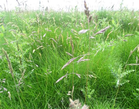 Roger Brook The No Dig Gardener Growing A Pure Stand Of Chewings Fescue