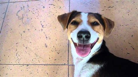 Улыбающаяся собака Smiling Dog Youtube Original Youtube