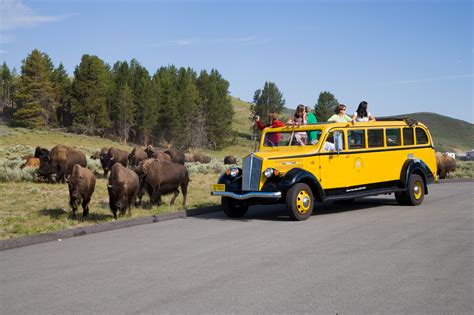 The Coolest Way To Tour Yellowstone I Historic Yellow Bus