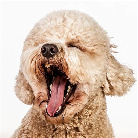 Dog Face 千姿百态的宠物狗照片 美国barbara Obrien动物摄影师作品