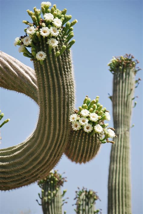 Saguaros In Bloomaz Cactus Plants Desert Flowers