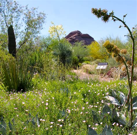 The Desert In Bloom At The Desert Botanical Garden In Phoenix