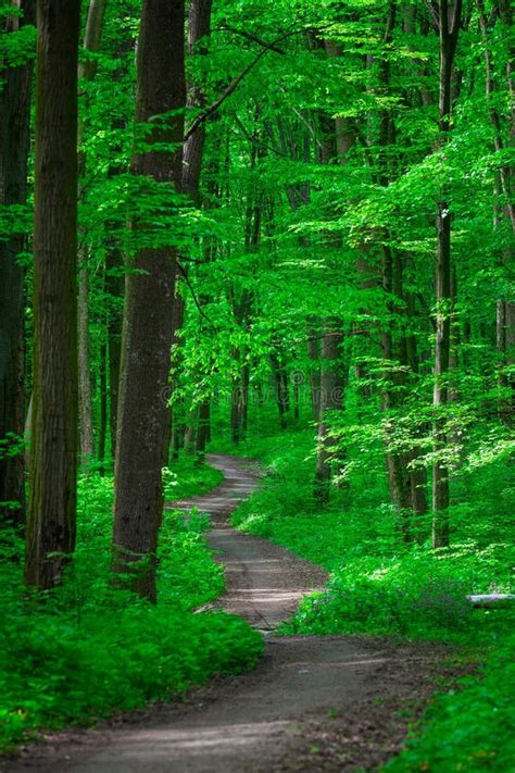 Beautiful Green Forest Stock Image Image Of Trunk Growth 80971785