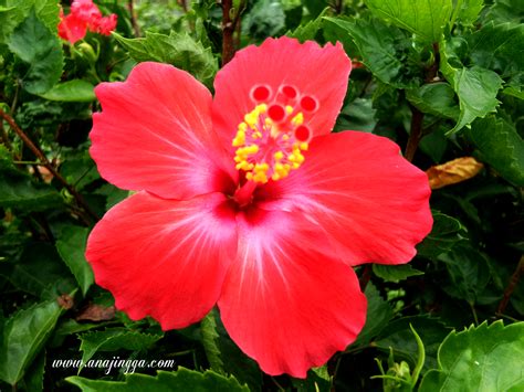 Cantiknya Bunga Raya Bunga Kebangsaan Malaysia