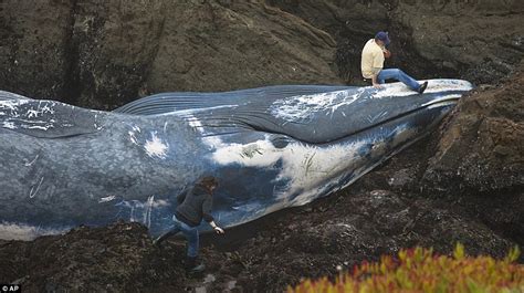 Pictured Giant Blue Whale Washed Onto California Beach After Being