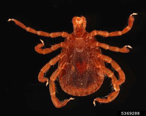 Lone Star Tick Amblyomma Americanum