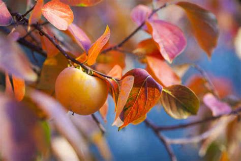 Persimmon Tree In Autumn Kellogg Garden Organics