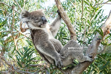 Koala Bear Sleeping In A Gum Tree High Res Stock Photo Getty Images