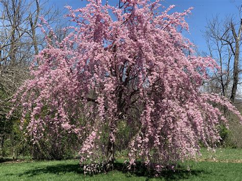Willow Tree Pink Flowers 19 Species Of Weeping Trees Its Wood Is Flexible Which Makes It A