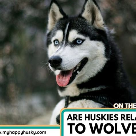 Husky Vs Wolf Are Huskies Related To Wolves My Happy Husky