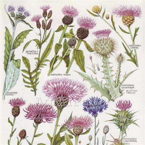 Botanical Drawings Thistle Tattoo Botanical Illustration
