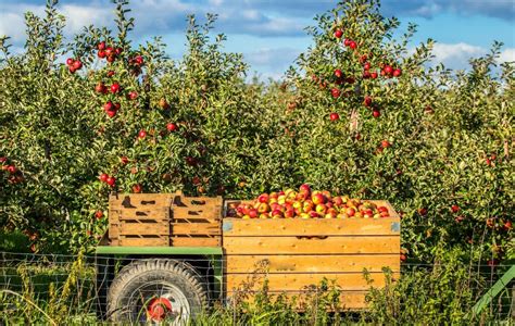 Julian Apple Picking Season 2023 Best Orchards And Tastiest Apple Pies