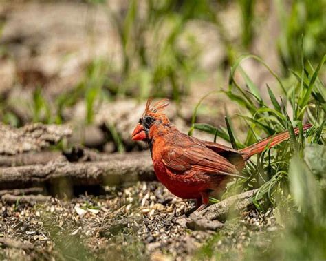 What Eats Cardinals Full List Of 24 Cardinal Predators