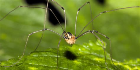 Most Of What You Know About Daddy Longlegs Is Wrong Nature And Wildlife Discovery
